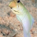 jawfish_yellowhead_dw_wc_v_0080_tci1905.jpg